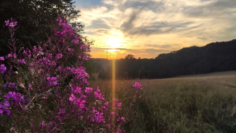 Sonnenuntergang über Wald und Wiesen